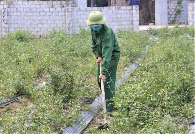 [Báo Nông nghiệp Việt Nam] Tuyên Quang đặt mục tiêu 2.000 ha cây dược liệu và lâm sản ngoài gỗ
